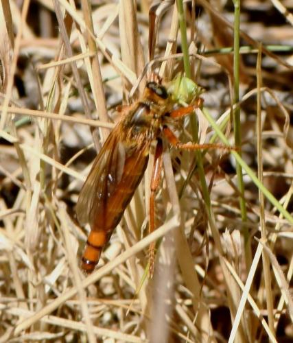Stenopogon sp.
